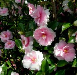 Dream Weaver™ Sasanqua Camellia, Camellia sasanqua 'Dream Weaver'